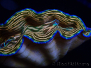 WYSIWYG Tridacna derasa ULTRA (7 cm)
