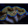 WYSIWYG Tridacna derasa ULTRA C1 (7 cm)