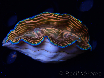 WYSIWYG Tridacna derasa ULTRA (7 cm)