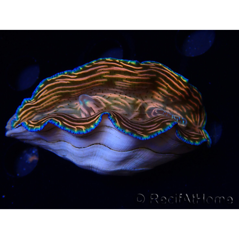WYSIWYG Tridacna derasa ULTRA C2 (7 cm)