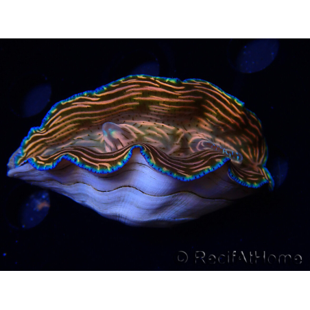 WYSIWYG Tridacna derasa ULTRA (7 cm)