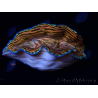 WYSIWYG Tridacna derasa ULTRA (7 cm)