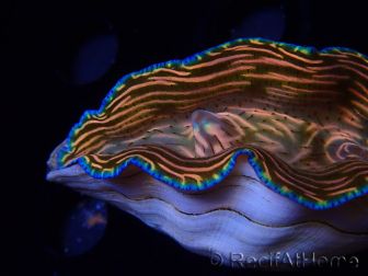 WYSIWYG Tridacna derasa ULTRA (7 cm)