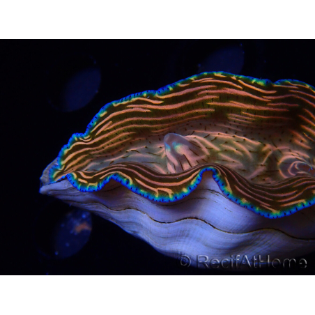 WYSIWYG Tridacna derasa ULTRA (7 cm)
