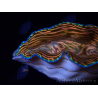 WYSIWYG Tridacna derasa ULTRA (7 cm)