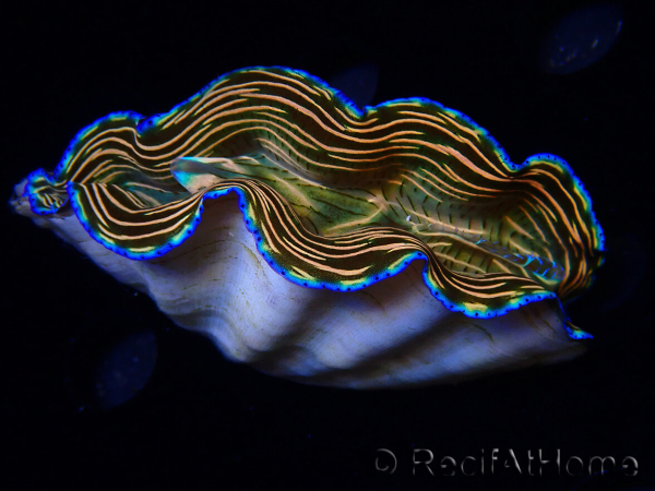 WYSIWYG Tridacna derasa ULTRA (7.5 cm)