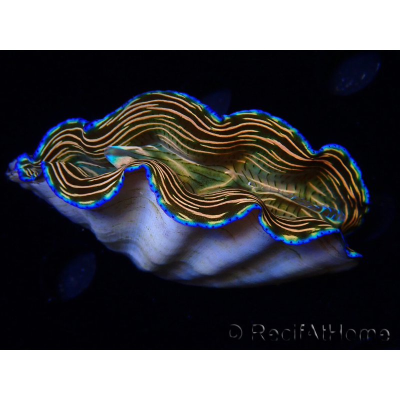 WYSIWYG Tridacna derasa ULTRA C3 (7.5 cm)