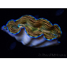 WYSIWYG Tridacna derasa ULTRA (7.5 cm)