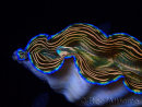 WYSIWYG Tridacna derasa ULTRA (7.5 cm)