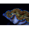 WYSIWYG Tridacna derasa ULTRA (7.5 cm)