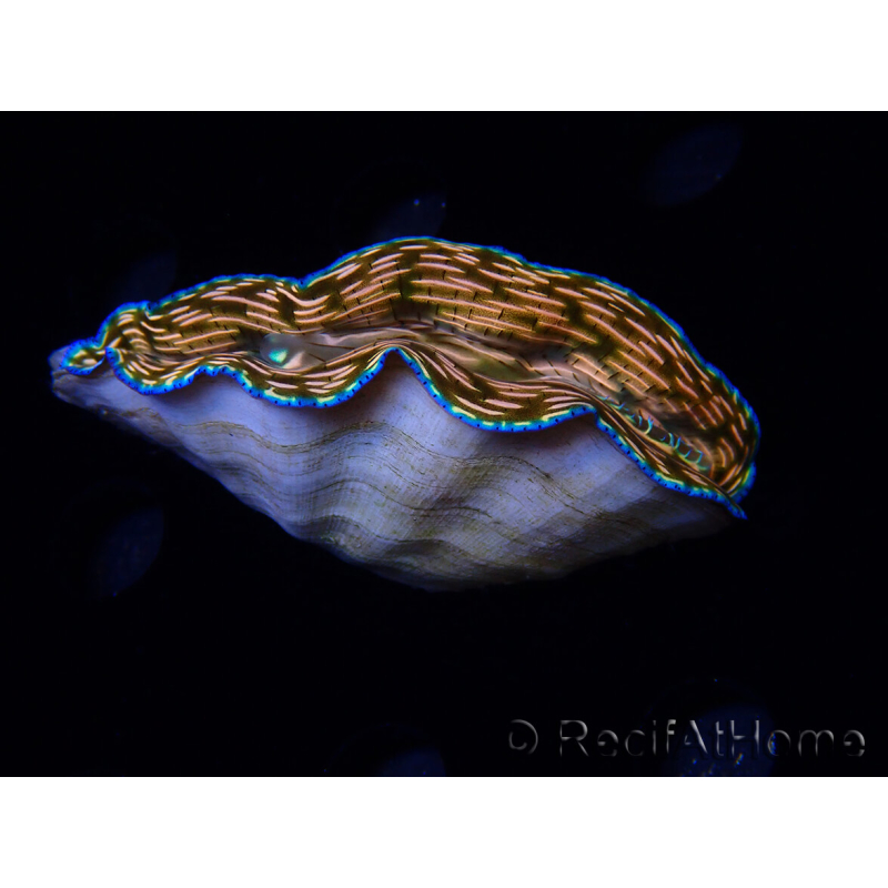WYSIWYG Tridacna derasa ULTRA (7.5 cm)