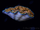 WYSIWYG Tridacna derasa ULTRA C4 (7.5 cm)