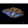 WYSIWYG Tridacna derasa ULTRA C4 (7.5 cm)