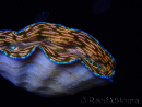 WYSIWYG Tridacna derasa ULTRA C4 (7.5 cm)