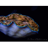 WYSIWYG Tridacna derasa ULTRA C4 (7.5 cm)
