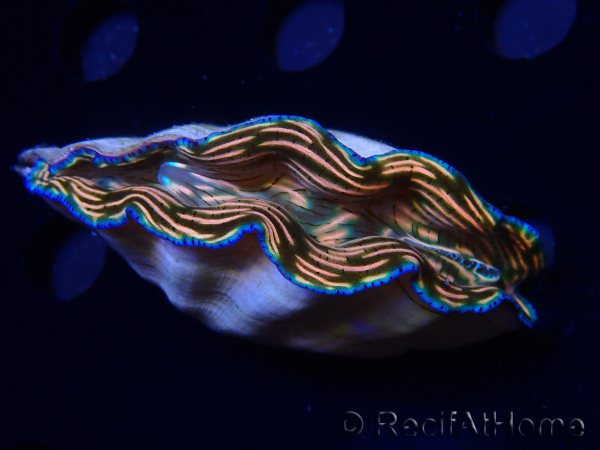 WYSIWYG Tridacna derasa ULTRA C5 (7 cm)