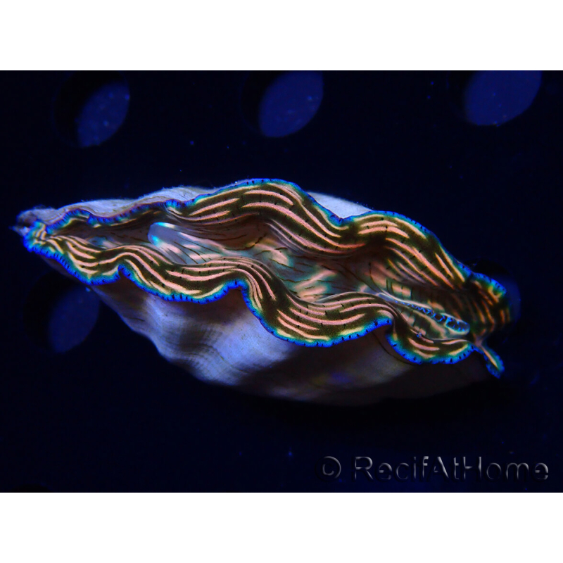 WYSIWYG Tridacna derasa ULTRA (7 cm)