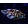 WYSIWYG Tridacna derasa ULTRA (7 cm)