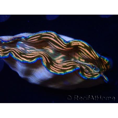 WYSIWYG Tridacna derasa ULTRA C5 (7 cm)