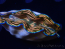 WYSIWYG Tridacna derasa ULTRA C5 (7 cm)
