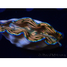 WYSIWYG Tridacna derasa ULTRA (7 cm)