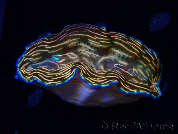 WYSIWYG Tridacna derasa ULTRA (7 cm)
