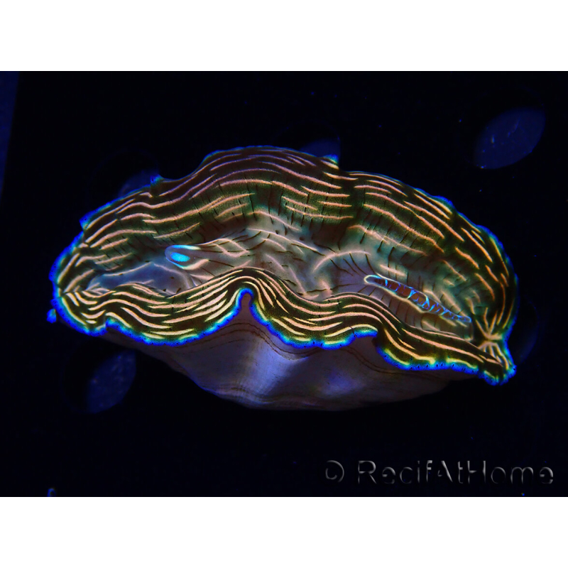 WYSIWYG Tridacna derasa ULTRA C6 (7 cm)