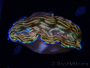 WYSIWYG Tridacna derasa ULTRA (7 cm)