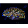 WYSIWYG Tridacna derasa ULTRA (7 cm)