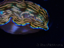 WYSIWYG Tridacna derasa ULTRA (7 cm)