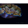 WYSIWYG Tridacna derasa ULTRA (7 cm)