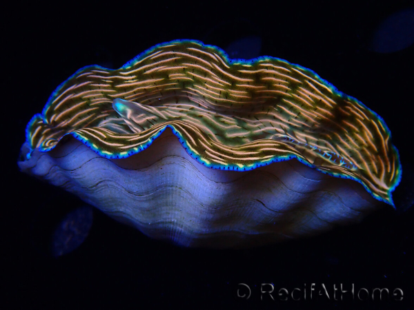 WYSIWYG Tridacna derasa ULTRA C7 (7.5 cm)