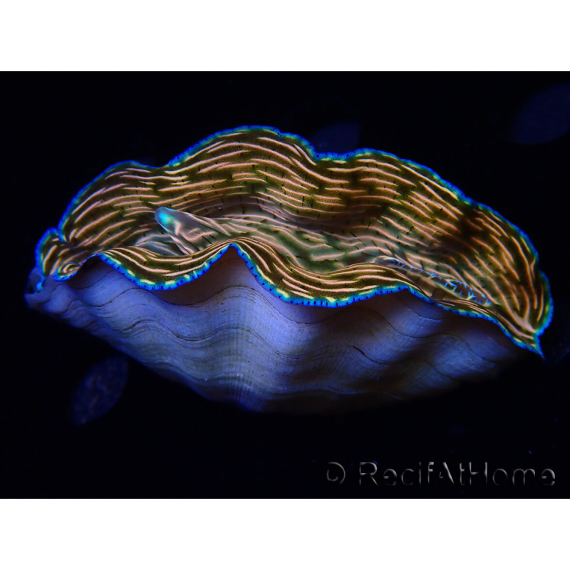 WYSIWYG Tridacna derasa ULTRA C7 (7.5 cm)