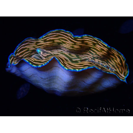 WYSIWYG Tridacna derasa ULTRA (7.5 cm)