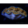 WYSIWYG Tridacna derasa ULTRA C7 (7.5 cm)