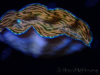 WYSIWYG Tridacna derasa ULTRA (7.5 cm)