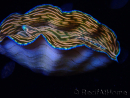 WYSIWYG Tridacna derasa ULTRA (7.5 cm)
