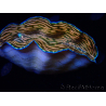WYSIWYG Tridacna derasa ULTRA (7.5 cm)