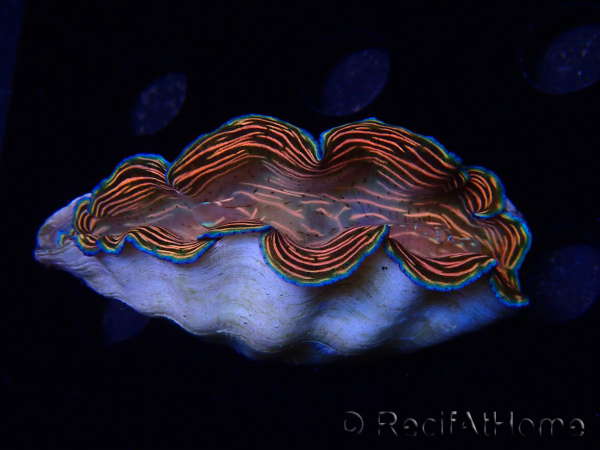 WYSIWYG Tridacna derasa ULTRA C8 (6.5 cm)