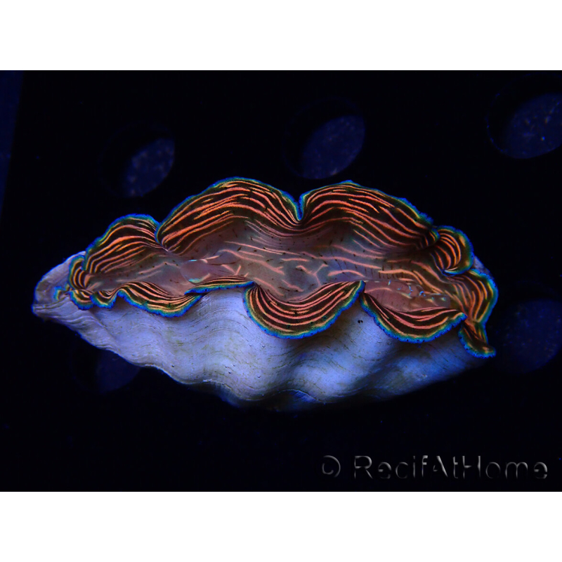 WYSIWYG Tridacna derasa ULTRA (6.5 cm)