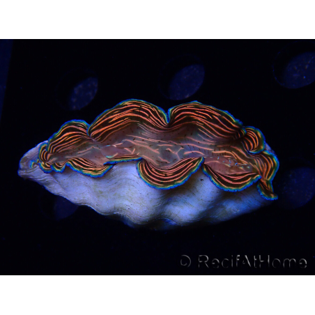 WYSIWYG Tridacna derasa ULTRA C8 (6.5 cm)