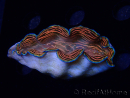 WYSIWYG Tridacna derasa ULTRA C8 (6.5 cm)