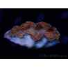 WYSIWYG Tridacna derasa ULTRA (6.5 cm)