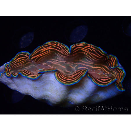 WYSIWYG Tridacna derasa ULTRA (6.5 cm)