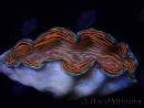 WYSIWYG Tridacna derasa ULTRA C8 (6.5 cm)