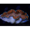 WYSIWYG Tridacna derasa ULTRA (6.5 cm)