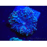 WYSIWYG - Ricordea yuma