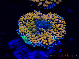 WYSIWYG - Ricordea florida
