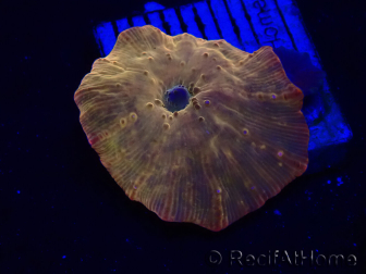 WYSIWYG - RAH Discosoma 24K Gold