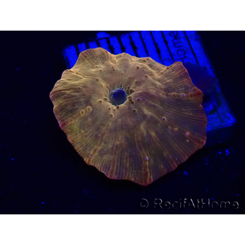 WYSIWYG - RAH Discosoma 24K Gold 13F1
